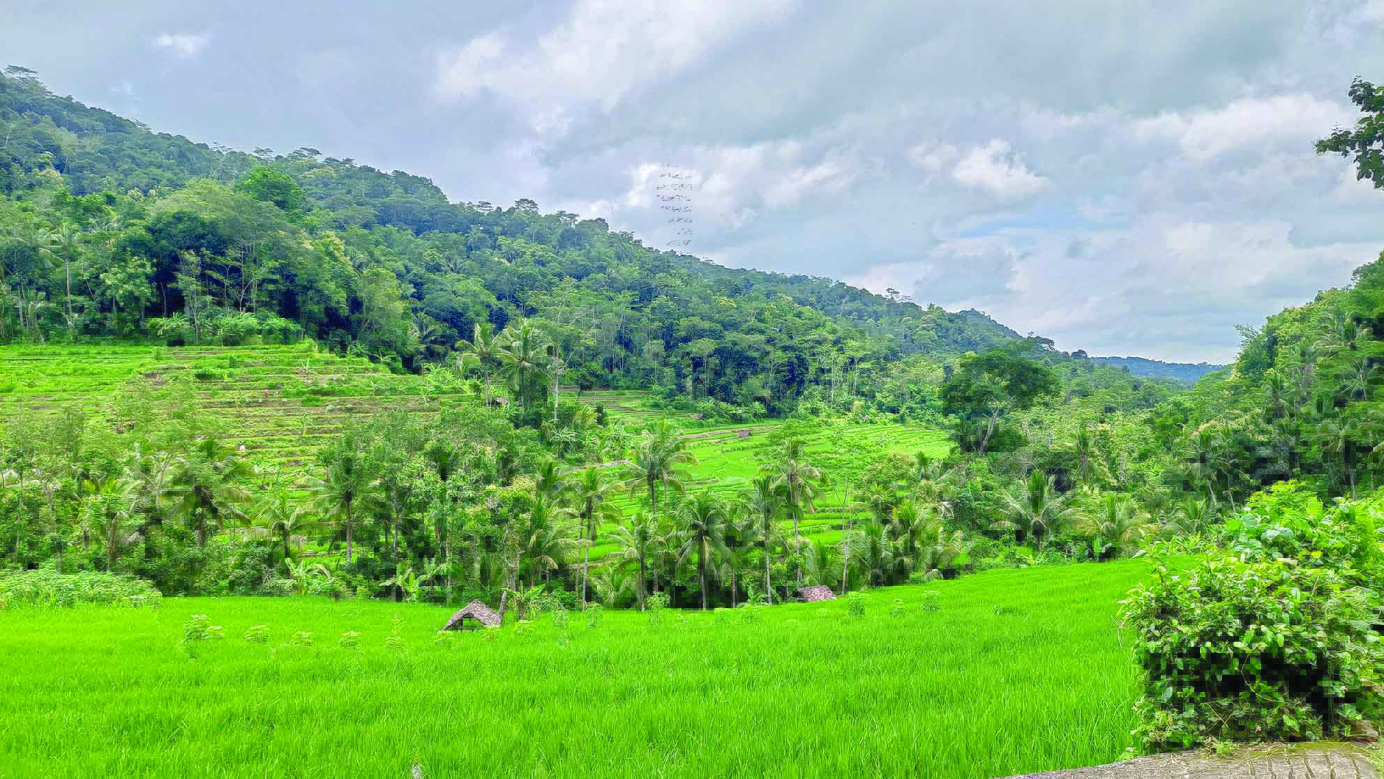 View persawahan di kawasan Samigaluh