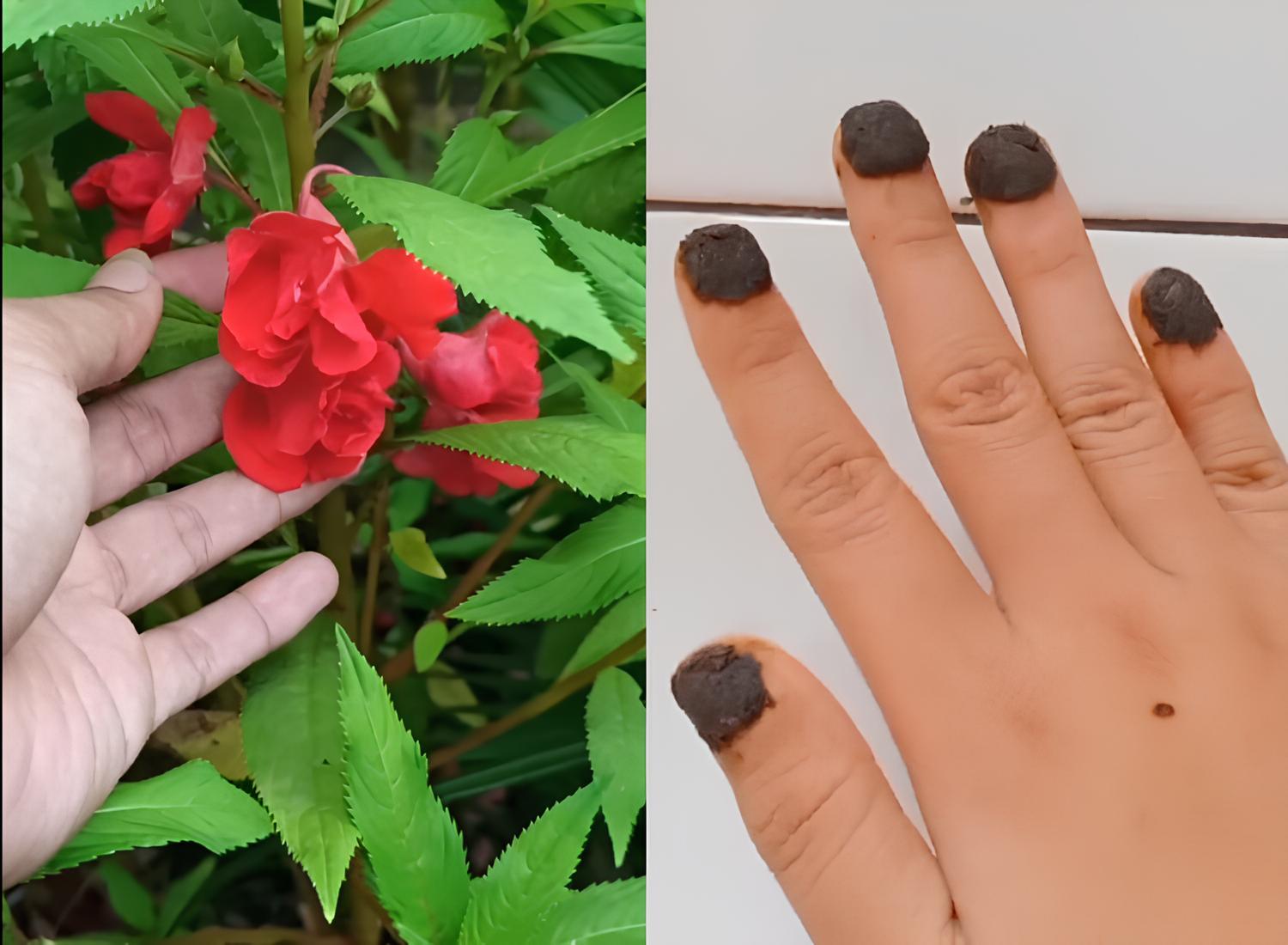 Kuteks kuku dari daun pacar
