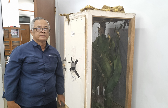 KAYA PROTEIN: Kepala Laboratorium Entomologi Fakultas Biologi UGM Hari Purwanto menunjukkan belalang kayu di laboratoriumnya.Fahmi&nbsp;Fahriza/Radar Jogja