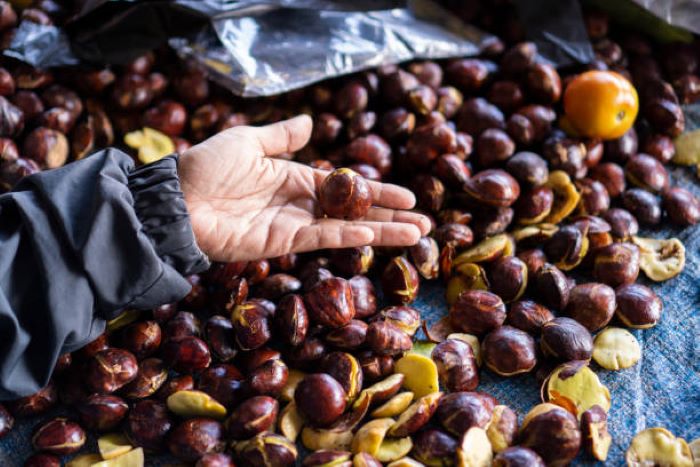 jengkol memiliki ciri khas kulit berwarna hitam