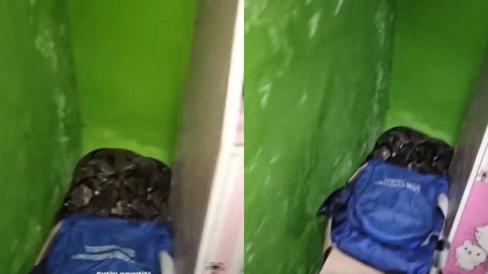 Geger! Ular Piton Raksasa Ditemukan Sembunyi di Lemari Pink Rumah Warga di Jepitu, Gunungkidul