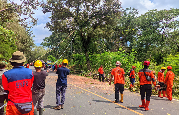 RAWAN TUMBANG: Pemangkasan pohon yang rawan tumbang di Jalan Jogja-Wonosari, Kabupaten Gunungkidul, Selasa (5/3) siang.Andi May/Radar Jogja