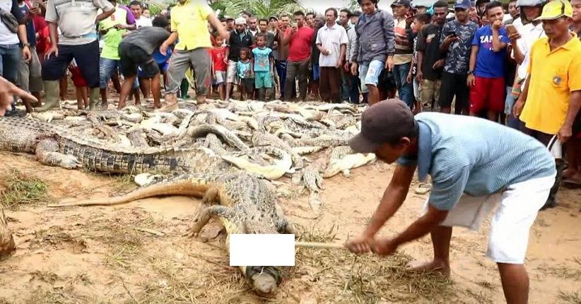Kisah Kematian Seorang Pria Memicu Pembantaian 292 Buaya di Papua Sebagai Bentuk Balas Dendam! (foto: istimewah)