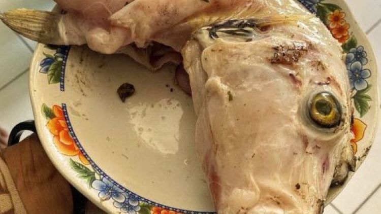 Ikan buntal goreng yang dimakan korban. (Dok. Polsek Saparua)