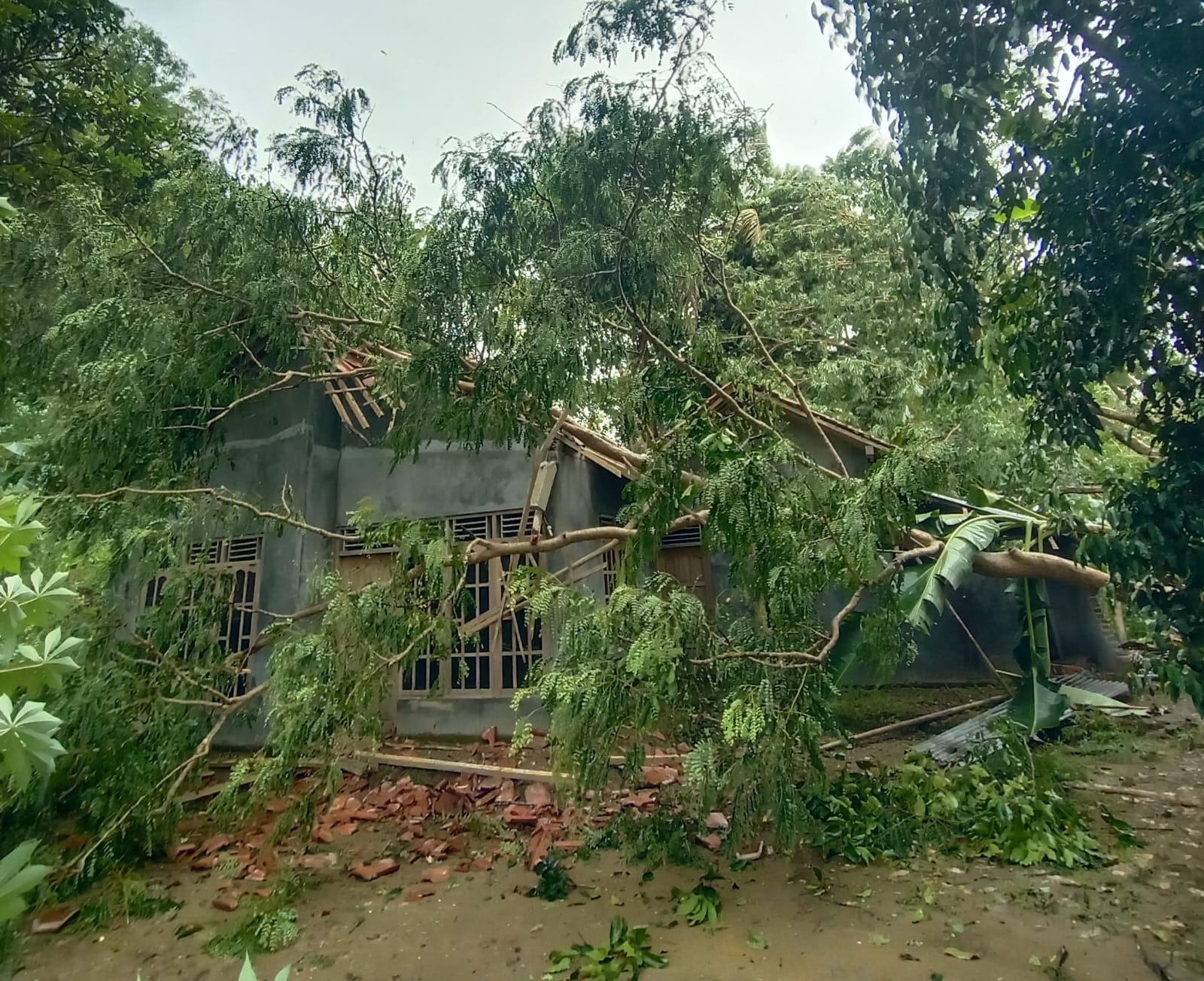 Bencana pohon tumbang dan tiang listrik roboh terjadi di sejumlah titik di Kabupaten Purworejo akibat hujan deras disertai angin.
