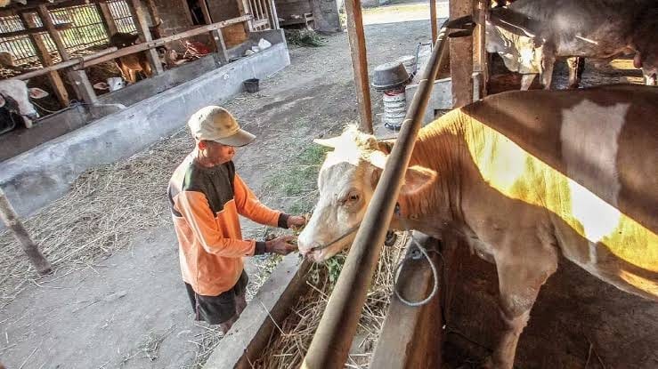 SEHAT: Peternak memeriksa sapi peliharaannya.