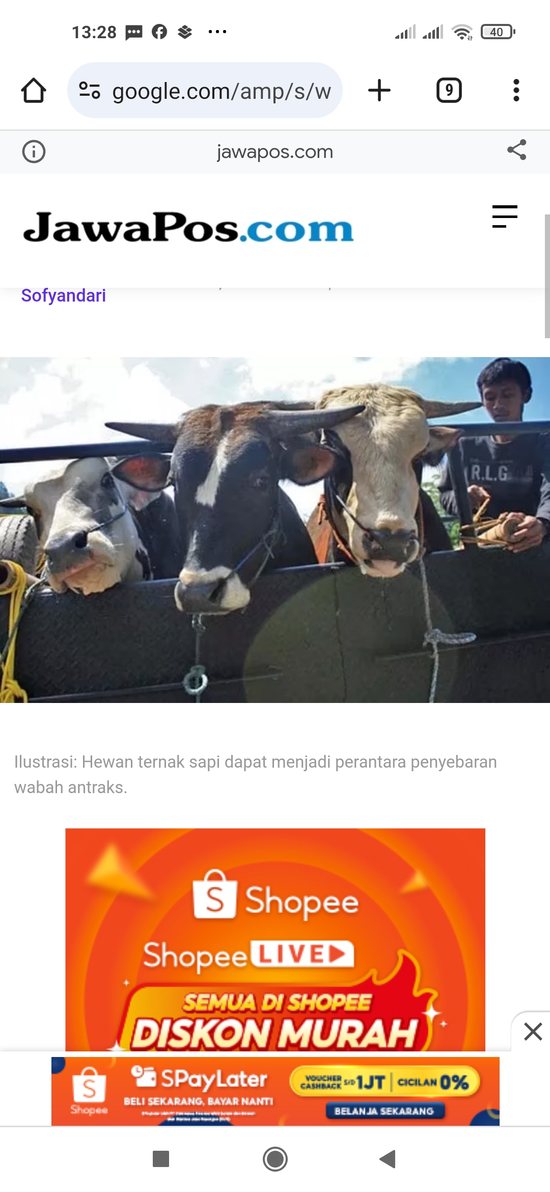 Ilustrasi: Hewan ternak sapi dapat menjadi perantara penyebaran wabah antraks. (Dok. JawaPos.com)