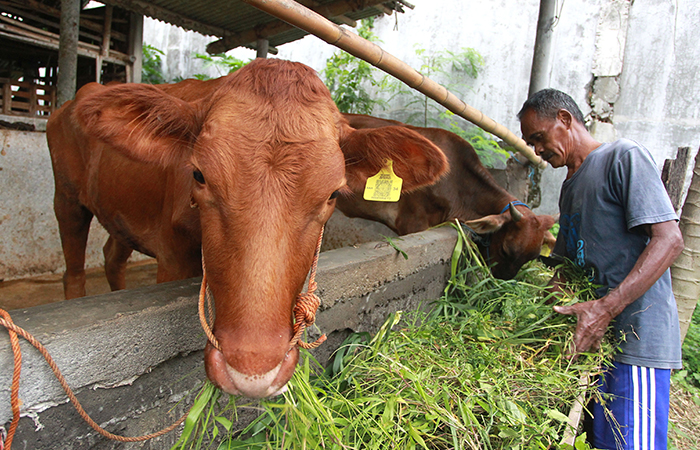 Pekerja memberi makan sapi di peternakan sapi wilayah Banyuraden, Gamping, Sleman.,Rabu (13/3). Dinas Kesehatan DIY mencatat Sebayak 53