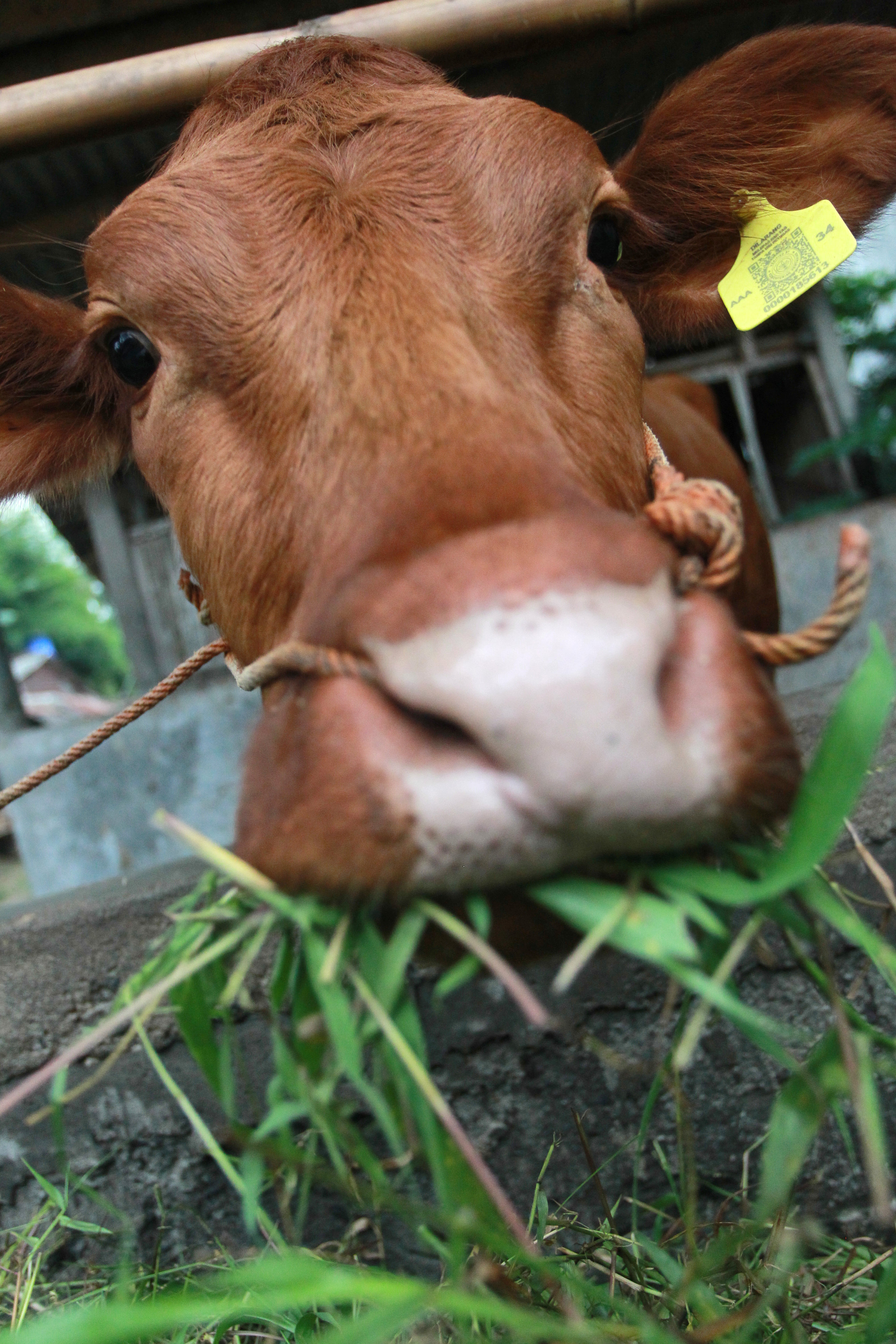 SEHAT: Sapi di peternakan sapi wilayah Banyuraden, Gamping, Sleman, Rabu (13/3).