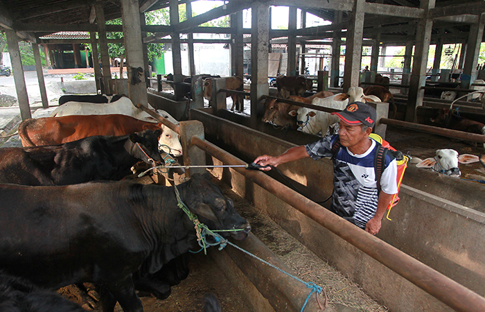 ANTISIPASI: Penyemprotkan cairan untuk mencegah penyebaran penyakit menular pada sapi, di kawasan Pakuncen, Wirobrajan, Kota Jogja, (14/3).