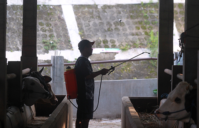 Pekerja menyemprotkan cairan untuk mencegah penyebaran penyakit menular pada hewan sapi.