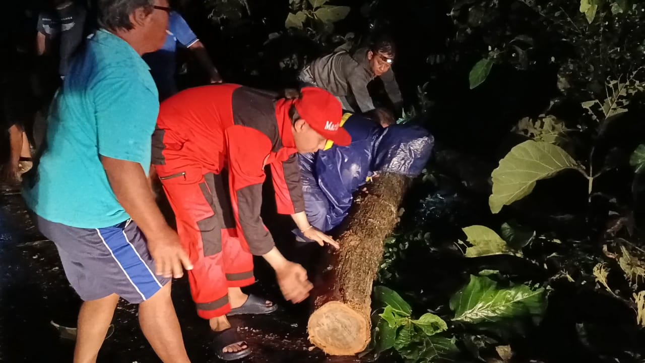 TUNTAS: Proses evakuasi pohon tumbang akibat hujan deras yang disertai angin kencang, Kalurahan Pulutan, Wonosari, Gunungkidul, Kamis (14/3) kemarin.