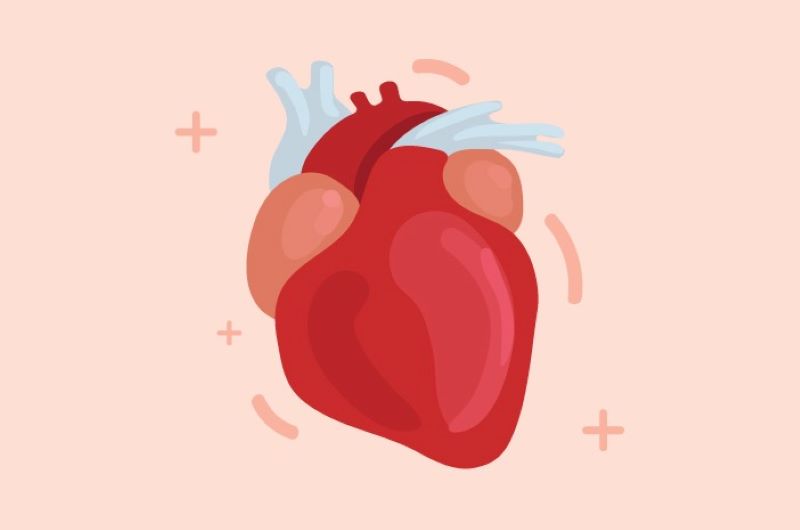 Ilustrasi organ jantung.