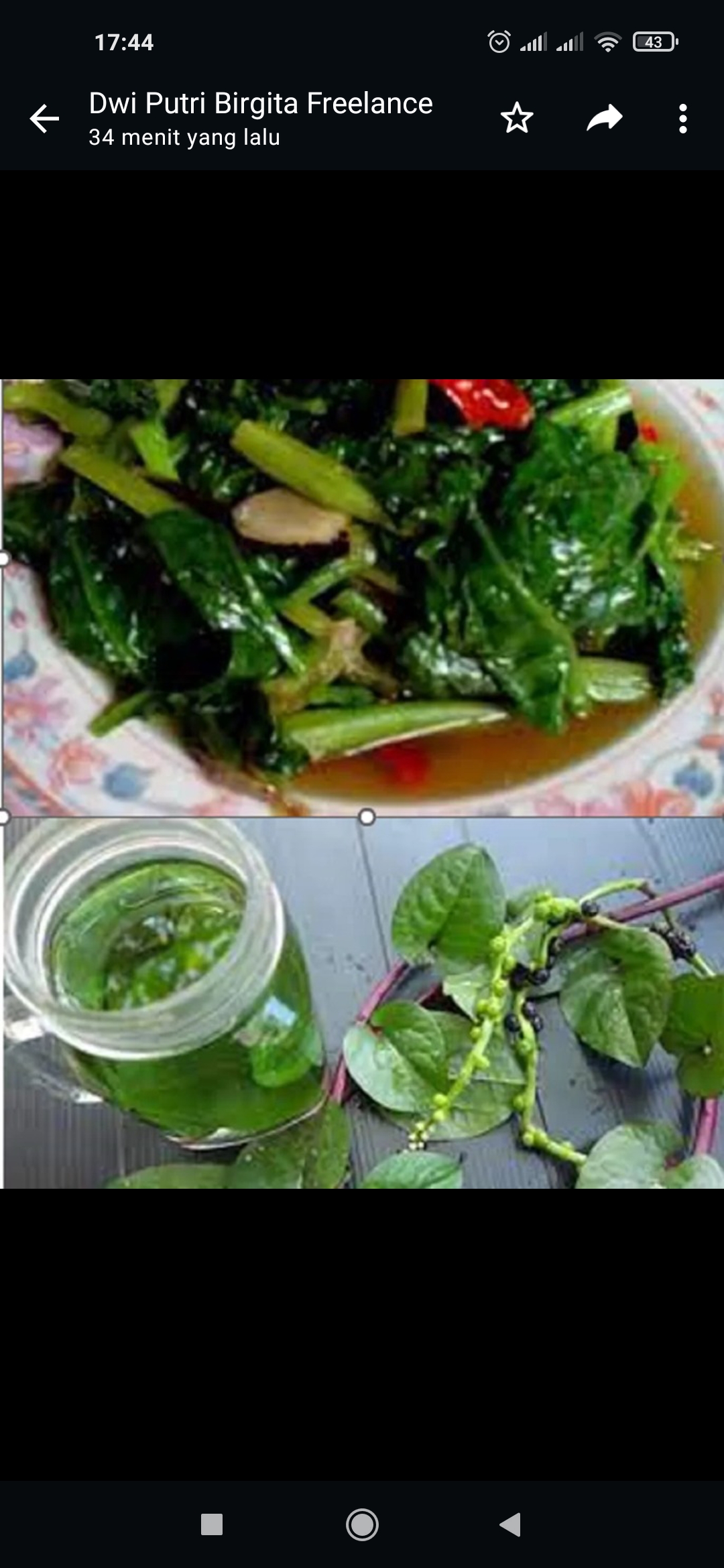 MANFAAT: Daun binahong tanama yang memiliki banyak khasiat kesehatan. Daun ini bisa dikonsumsi dengan dibuat jus ataupun ditumis. (ISTIMEWA)