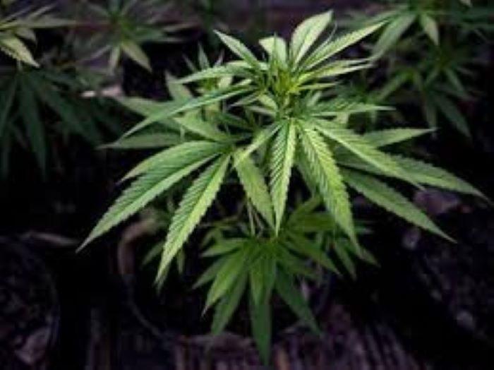tanaman ganja