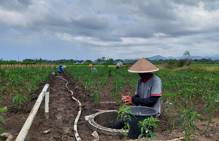 Randi dan bawang merah miliknya yang mampu menghidupi keluarganya. (Anom Bagaskoro)