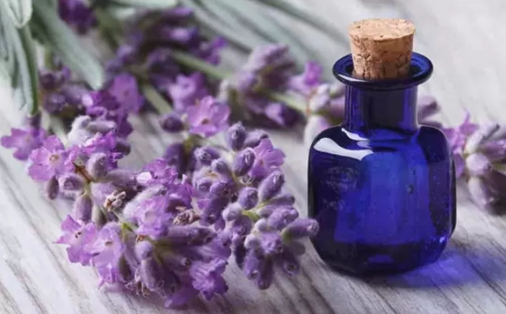 Ilustrasi minyak lavender. (Istimewa)