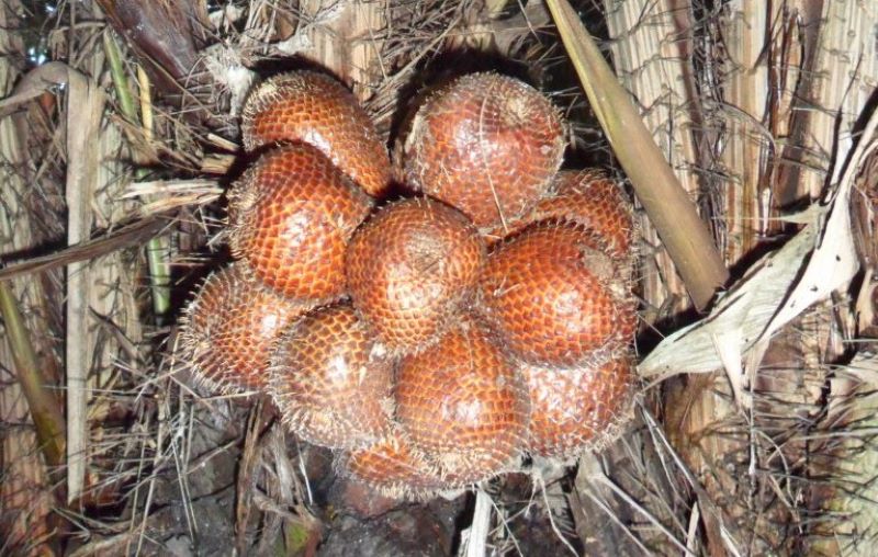 Salak Pondoh Pulesari, Turi, Kabupaten Sleman, DIY.  Sering dijadikan biang kerok sembelit, berikut penjelasannya.