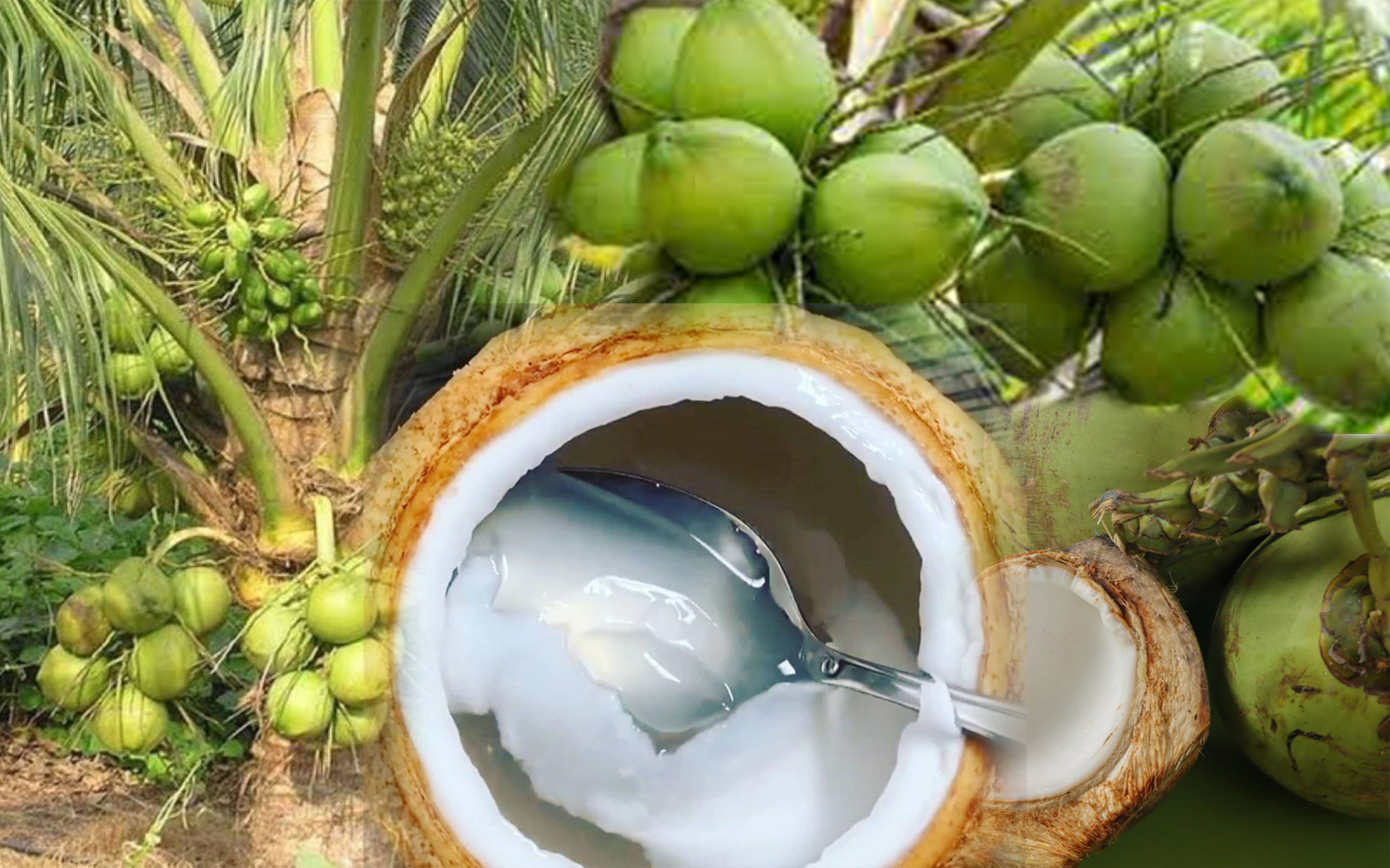 Ilustrasi kelapa muda.