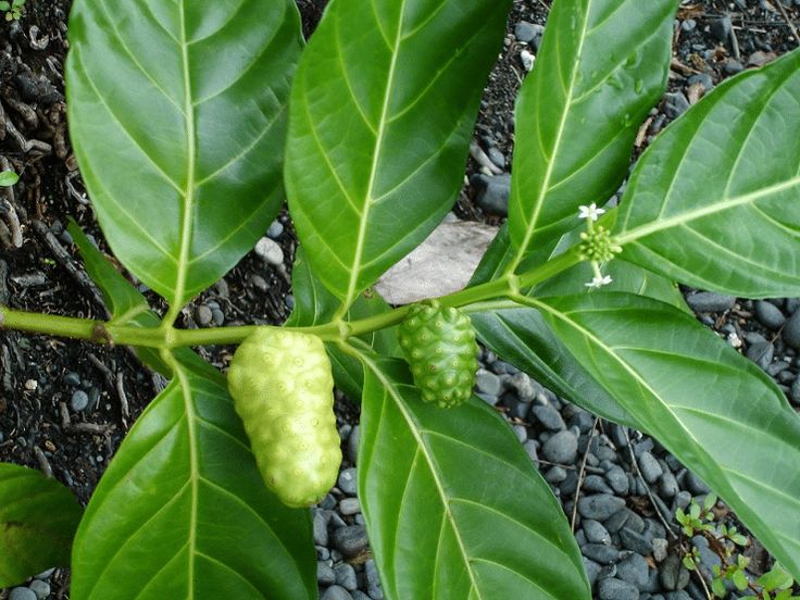 Daun mengkudu yang memiliki berbagai manfaat