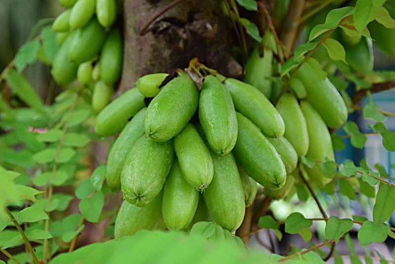 Belimbing wuluh punya segudang manfaat bagi kesehatan tubuh.