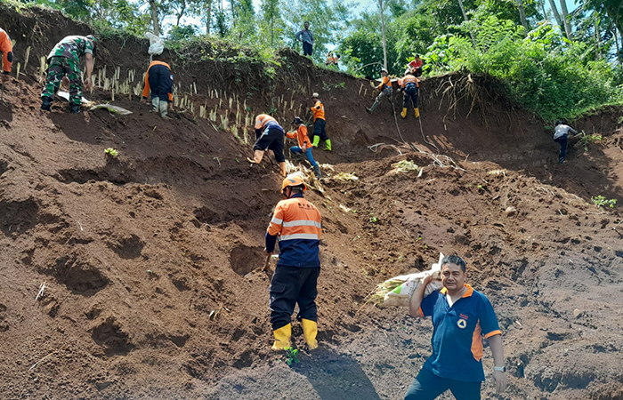 GOTONG ROYONG: Personel BPBD Kabupaten Magelang saat menanam rumput vetiver di tebing bekas longsoran Dusun Gejiwan, Desa Krasak, beberapa waktu lalu.