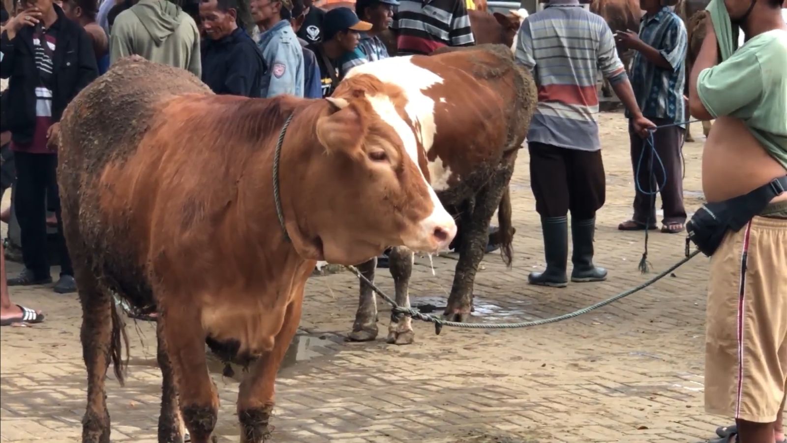 RAWAT: Hewan-hewan ternak di Pasar Hewan Siyono, Playen, Kabupaten Gunungkidul.