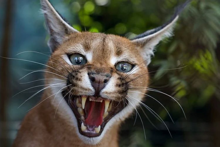 Kucing Caracal (Pixabay)