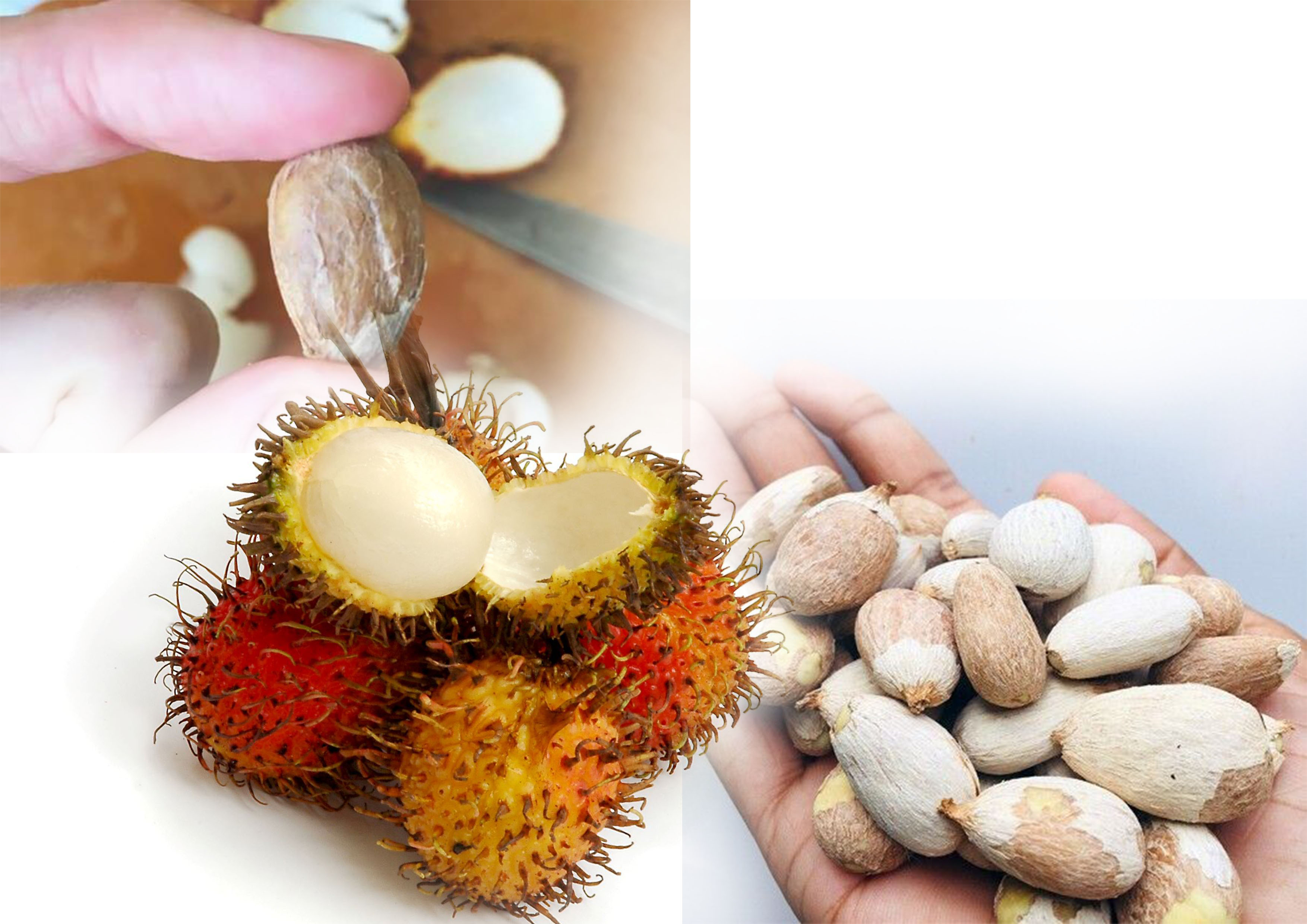 Buah Rambutan tidak hanya enak dinikmati dagingnya, tapi juga bagian bijinya bisa dikonsumsi. ini resepnya.
