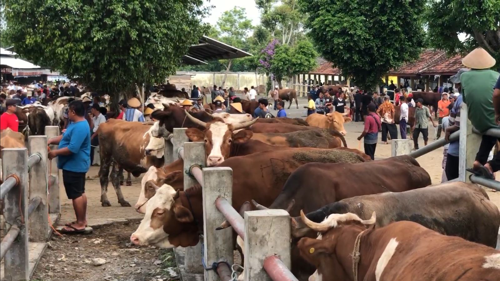 PASARAN: Sapi di pasar hewan Kabupaten Gunungkidul.