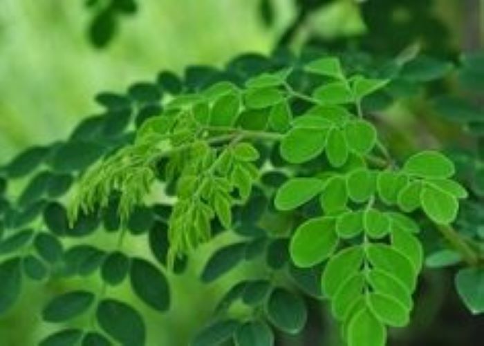Daun kelor yang dianggap bisa mengusir hal &ndash; hal negatif