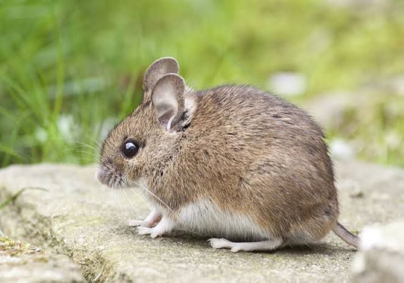 Seekor tikus seringkali masuk kedalam rumah. Berikut tips jitu mengusirnya!