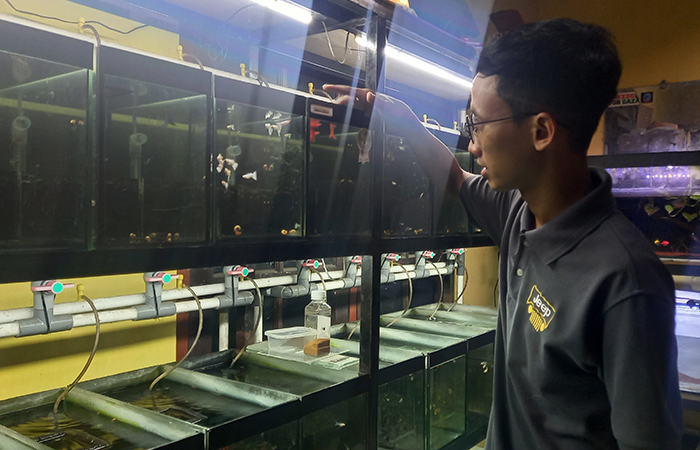 SAMBILAN JADI CUAN: Helmy Kurniawan di akuarium ikan gupi miliknya. Beberapa kali kejuaraan ikan gupi ia raih.