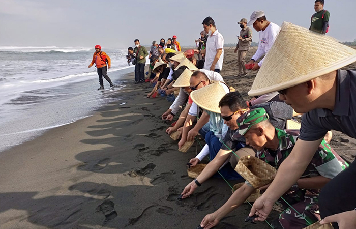 HASIL KONSERVASI : Pelepasliaran penyu jenis lekang di Pantai Kaliratu, Desa Jogosimo, Kecamatan Klirong.