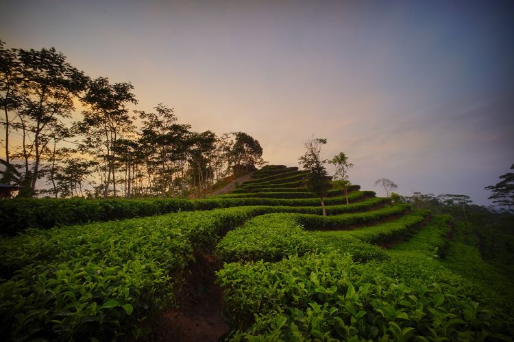 Suasana sunset di Kebun Teh Nglinggo. (Foto:Dinas Pariwisata Kulon Progo)