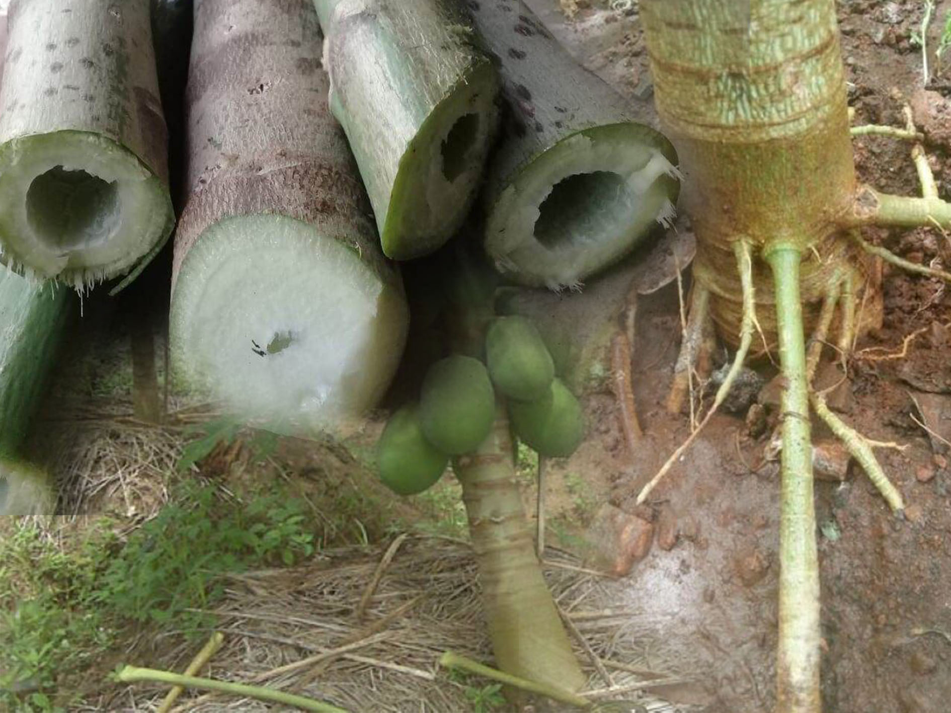 Batang pisang ternyata bisa dikonsumsi, dijadikan camilan enak dan bergizi lho. Cocok untuk camilan selama lenbaran maupun ide jualan.
