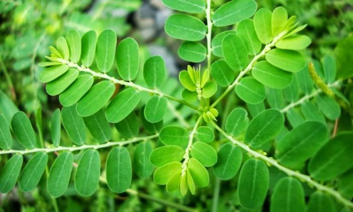 Daun Saga dengan sejumlah manfaat