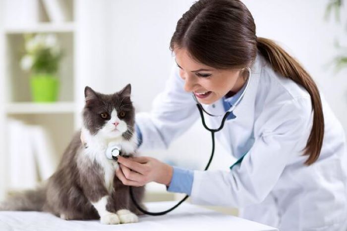 Ilustrasi Dokter hewan