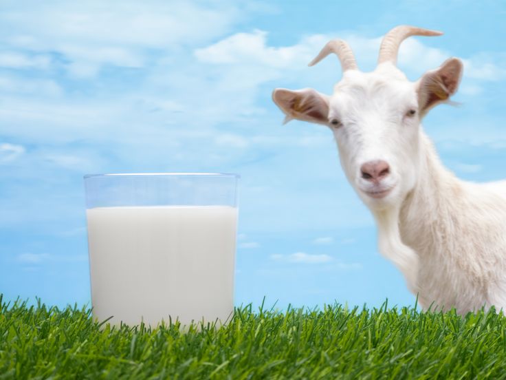Susu kambing (Pinterest)