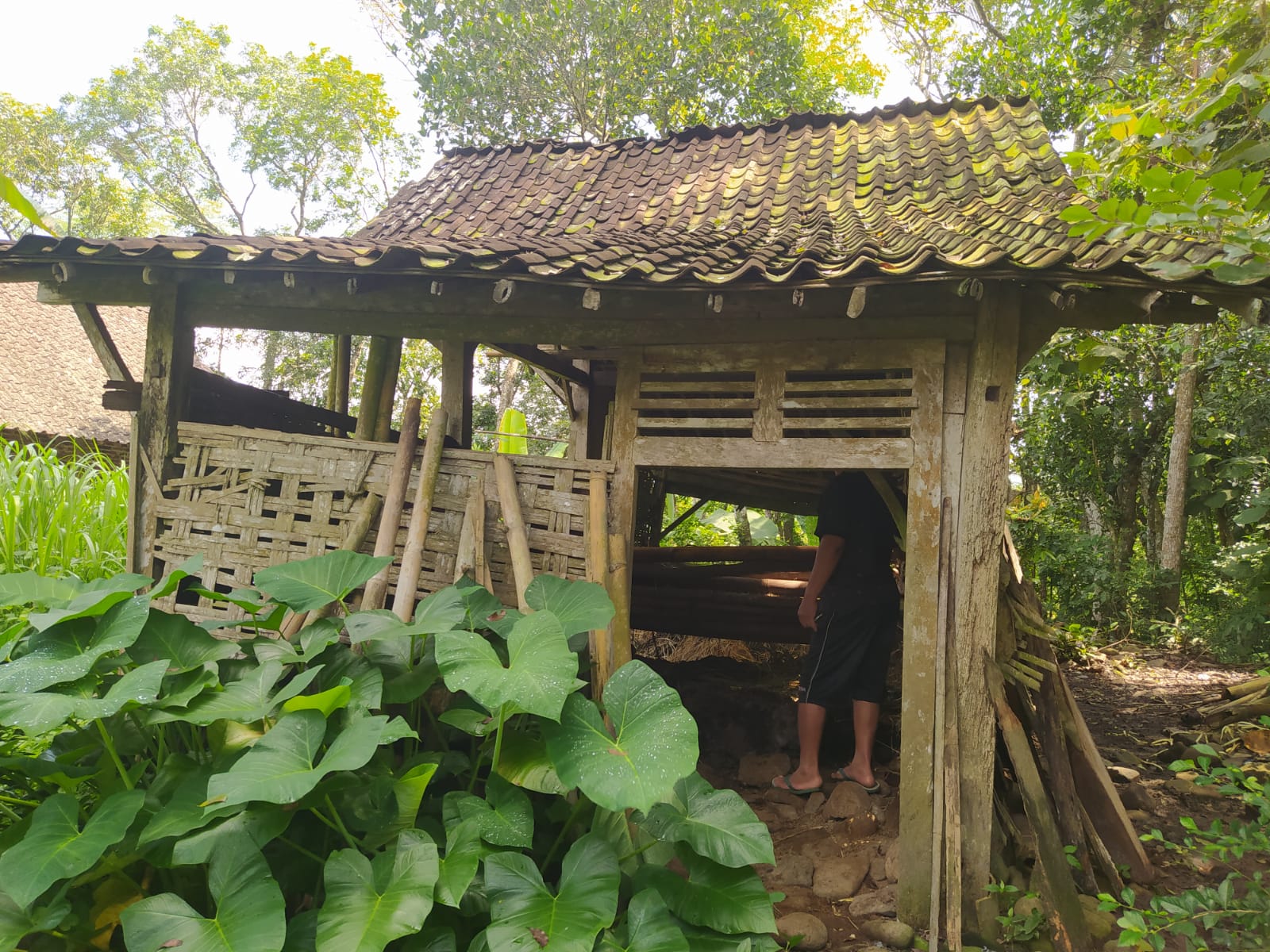 KOSONG: Kandang milik Asmuni kini kosong karena sapinya dicuri pada Minggu (14/4/2024).