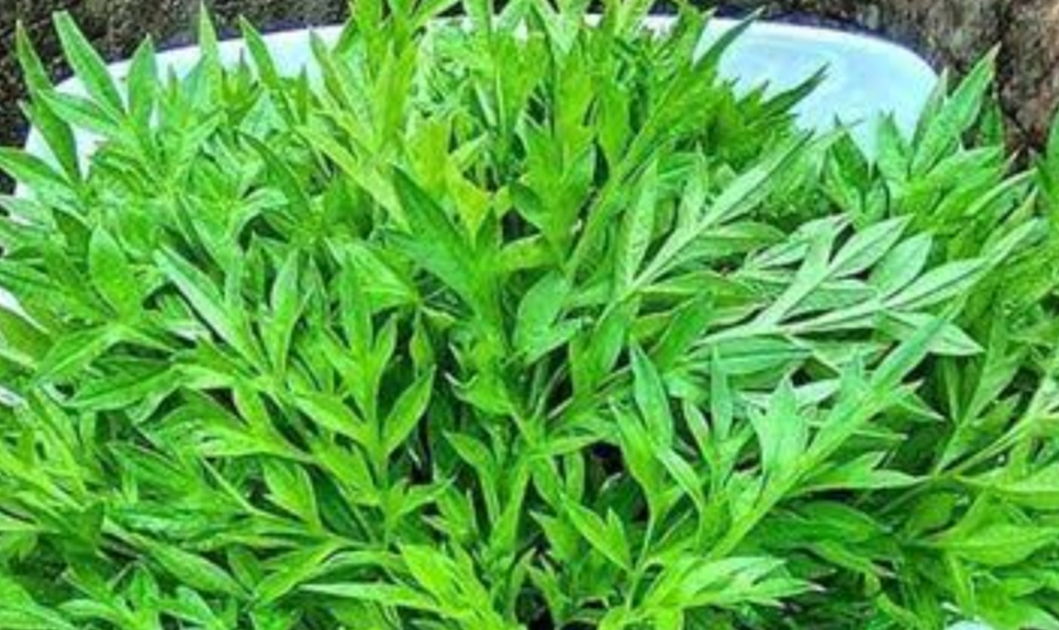 Daun kenikir yang memiliki banyak khasiat bagi kesehatan tubuh