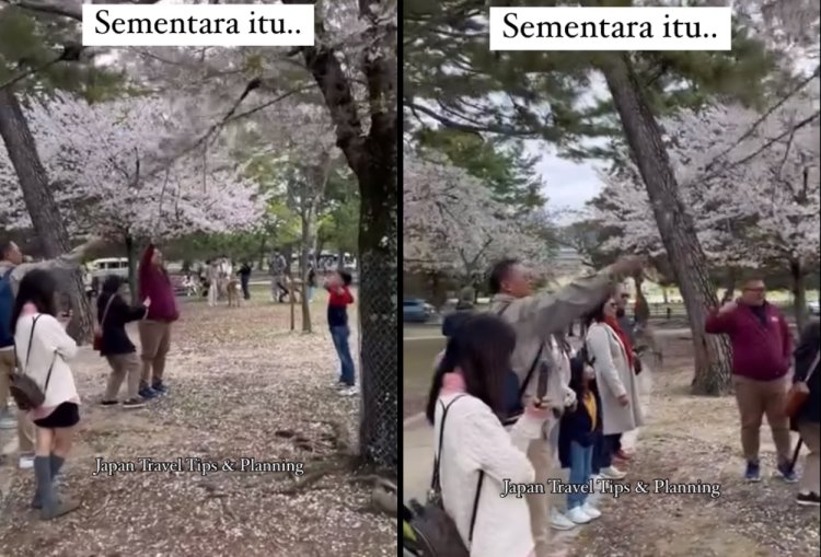 Viral! Turis Indonesia Ketahuan Rusak Bunga Sakura di Jepang. Gambar: Kolase Instagram/@kanankiriwow
