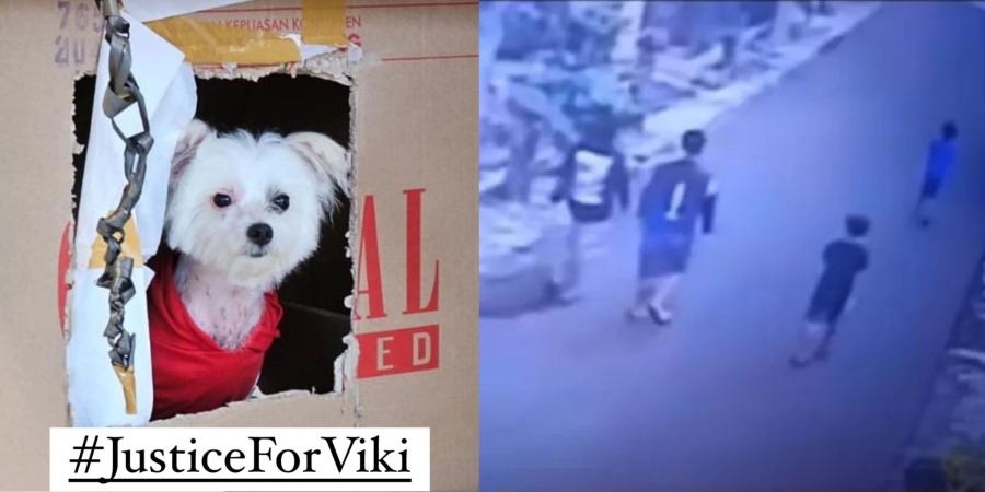Rekaman CCTV tunjukkan pemuda yang menganiaya anjing bernama Viki di salah satu komplek perumahan Jember