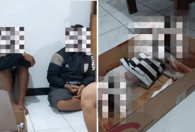 Viral 4 Pemuda di Jember Siksa Anjing Maltese hingga Mati. Gambar : Kolase Tangkapan Layar Instagram/@fundomrescue