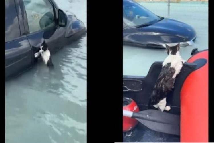 Kucing terjebak banjir di Dubai (Tangkapan Layar TikTok @abcnews)