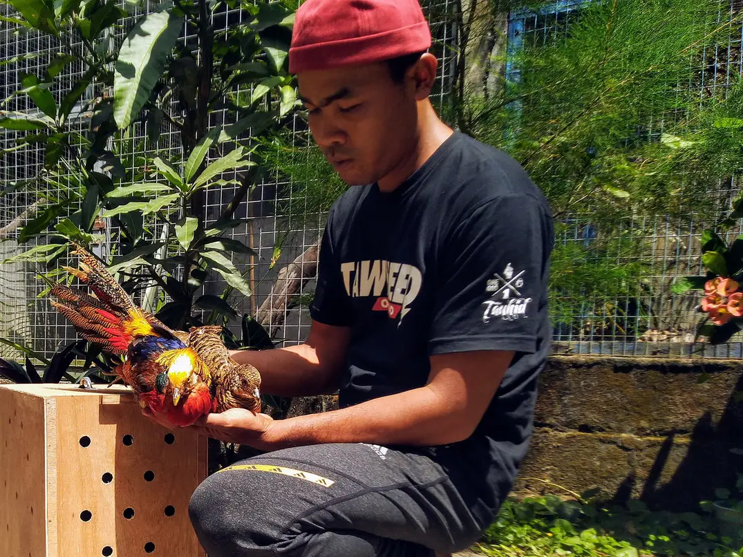 KINI MENIKMATI HASIL: Pemilik Medi YK Farm Sumedi Ardjo Sehono atau yang akrab disapa Medi saat menunjukkan ayam hias pheasant miliknya.