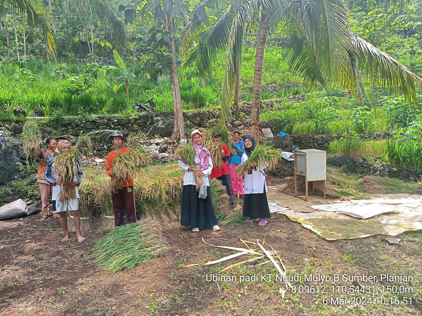 PANEN: Petani di Kapanewon Saptosari, Gunungkidul, memanen padi. (Dokumentasi Dinas Pertanian dan Pangan Gunungkidul)
