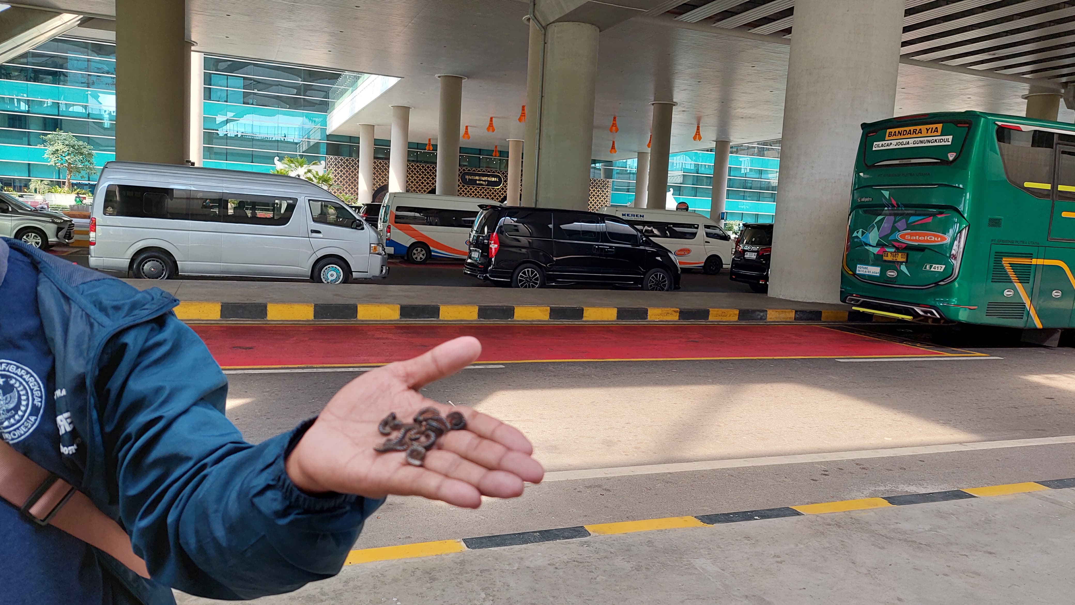 Penampakan ulat gagak di parkiran bandara YIA