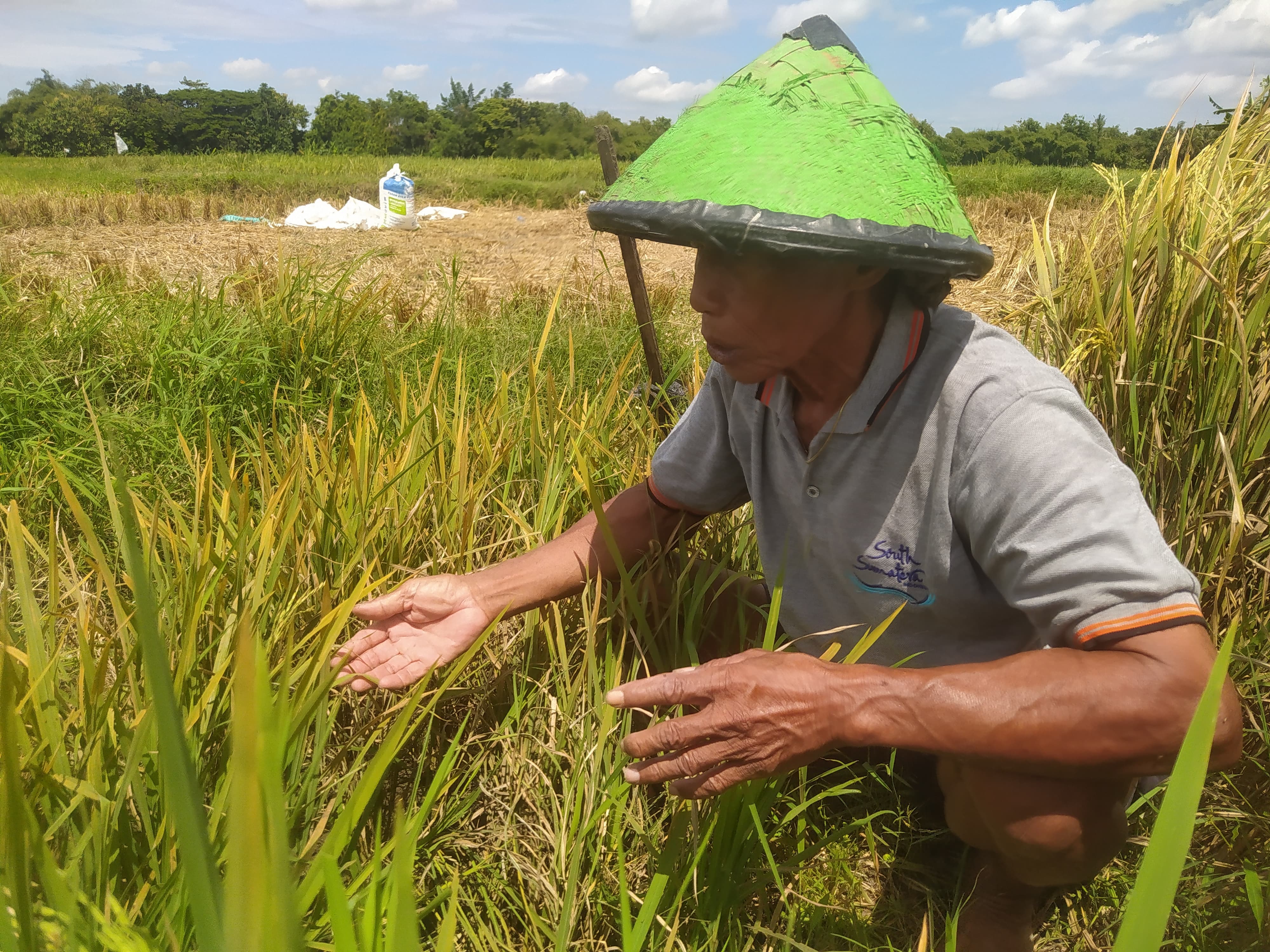 RAWAT: Petani menunjukkan tanaman padi yang terserang hama wereng di Tamantirto, Kasihan, Bantul, Minggu (21/4/2024).
