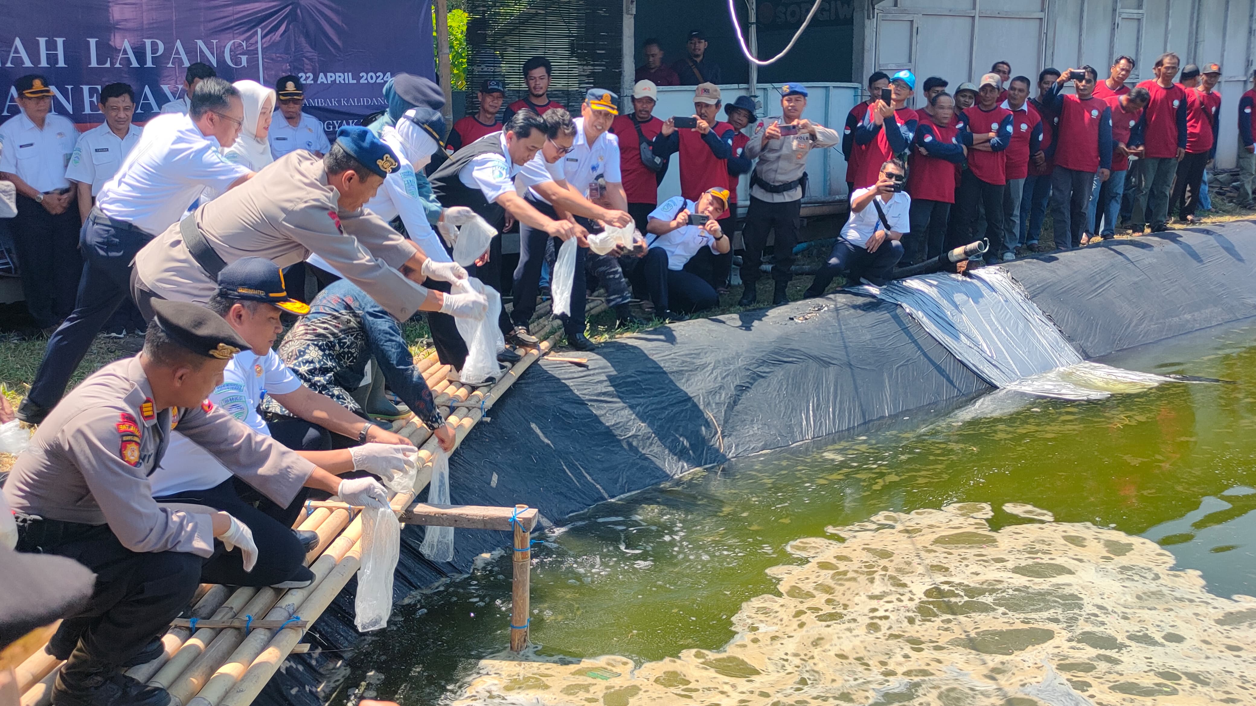 PERHATIKAN: Pelepasan bibit udang yang dilakukan peserta di tambak Pasir Kadilangu Kulon Progo Senin (22/4).